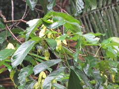 Lonchocarpus heptaphyllus