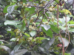 Lonchocarpus heptaphyllus