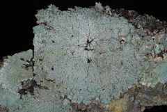 Heterodermia albicans