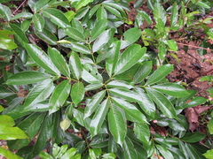 Lonchocarpus heptaphyllus