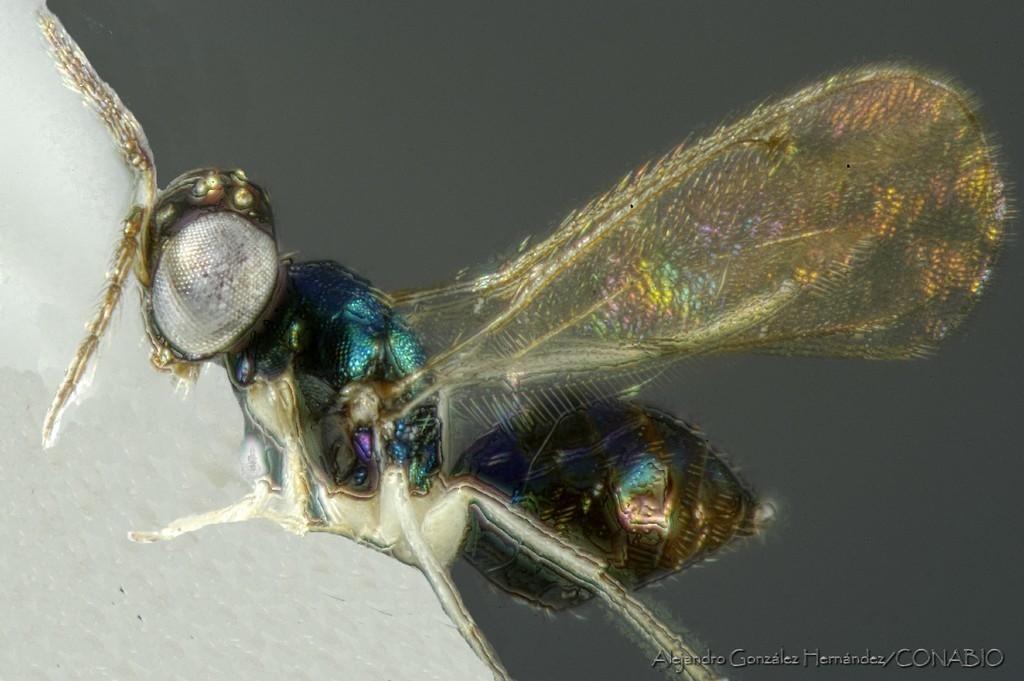Chrysocharis beckeri