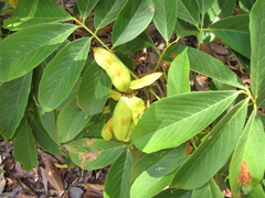 Lonchocarpus heptaphyllus