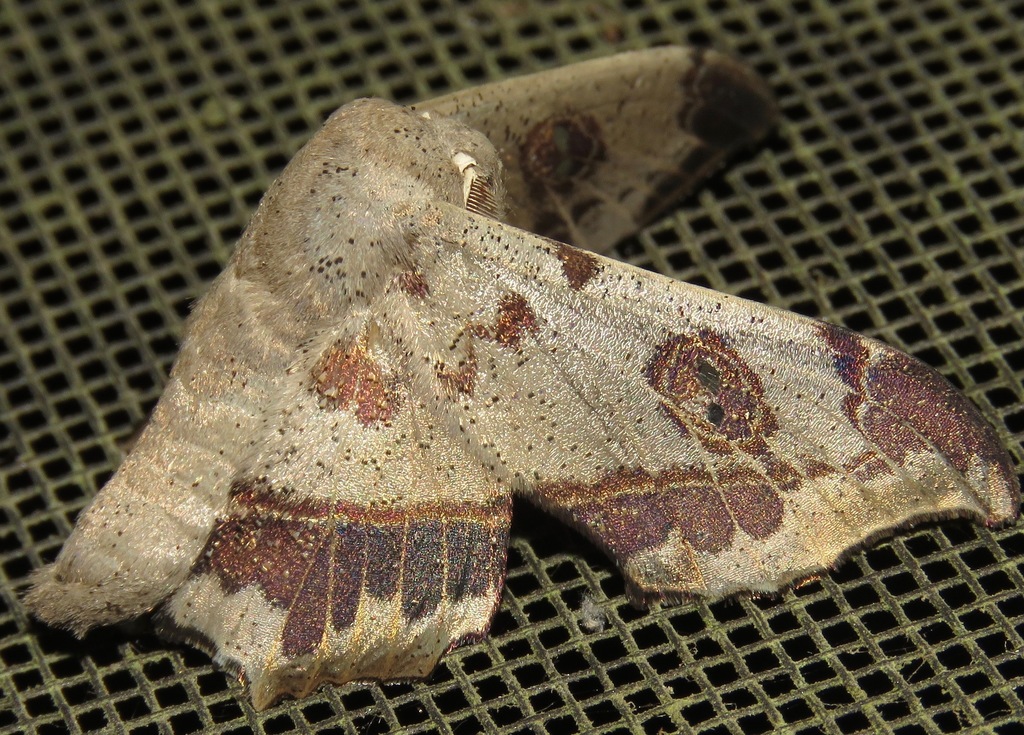Mimalloninae