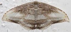 Morphomima fulvitacta