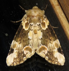 Thyatira mexicana