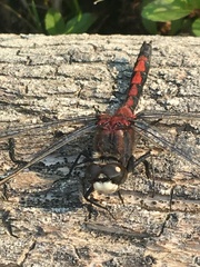 Leucorrhinia borealis