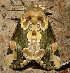 Thyatira mexicana