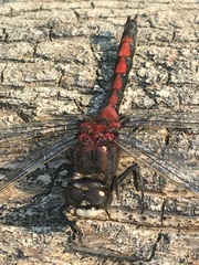 Leucorrhinia borealis