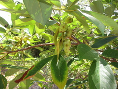 Lonchocarpus heptaphyllus