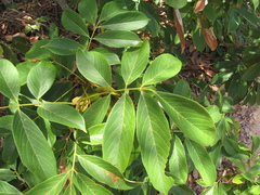Lonchocarpus heptaphyllus