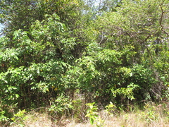 Lonchocarpus heptaphyllus