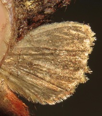 Dargida pyrosoma