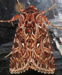 Dargida pyrosoma
