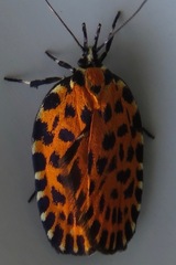 Pseudatteria leopardina