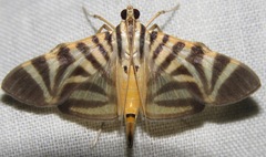 Spilomela perspicata