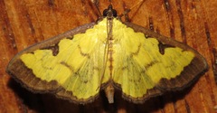 Goniorhynchus