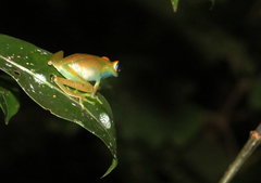 Boophis viridis