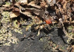 Odontomachus erythrocephalus
