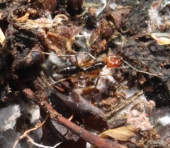 Odontomachus erythrocephalus