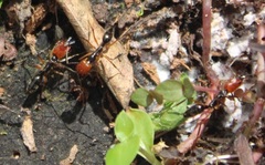 Odontomachus erythrocephalus