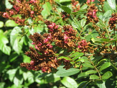 Lonchocarpus rugosus