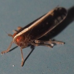 Stenocranus brunneus