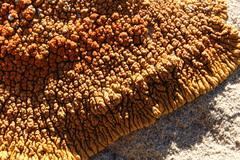 Xanthomendoza trachyphylla