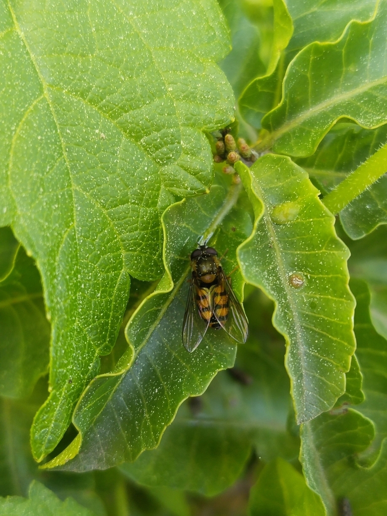 Syrphus octomaculatus