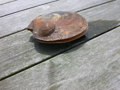 Placopecten magellanicus