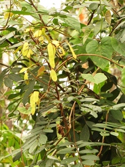 Image of Lonchocarpus rugosus