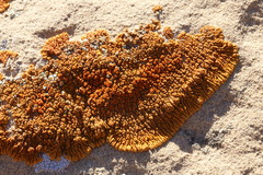 Xanthomendoza trachyphylla