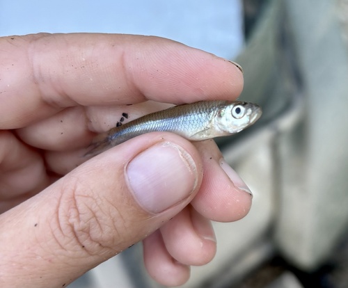 Cypress minnow (Hybognathus hayi) — Cyprinidae — 5