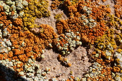 Xanthomendoza trachyphylla