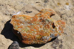 Xanthomendoza trachyphylla