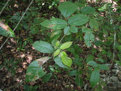 Lonchocarpus subsessilifolius