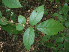 Lonchocarpus subsessilifolius
