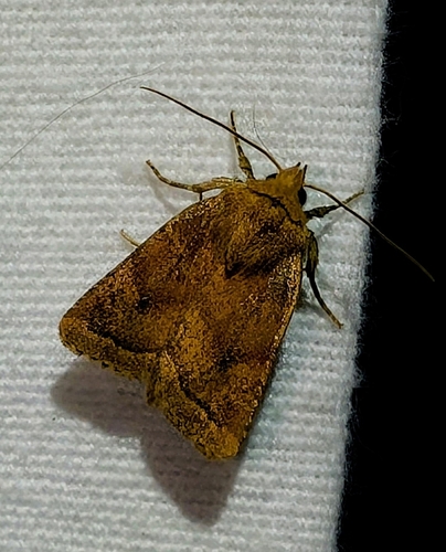 Pseudorthodes puerilis