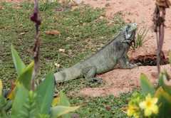Iguana iguana