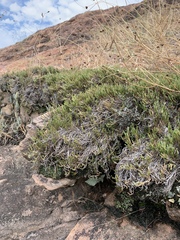 Selaginella corallina