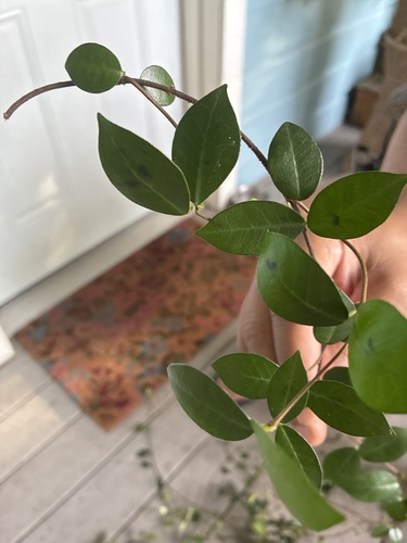 Trachelospermum asiaticum iNat (2)