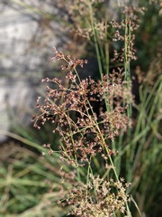 Juncus dubius