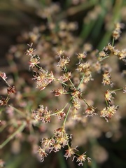 Juncus dubius