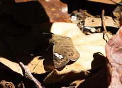 Coladenia agni