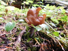 Gyromitra