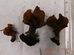 Gyromitra