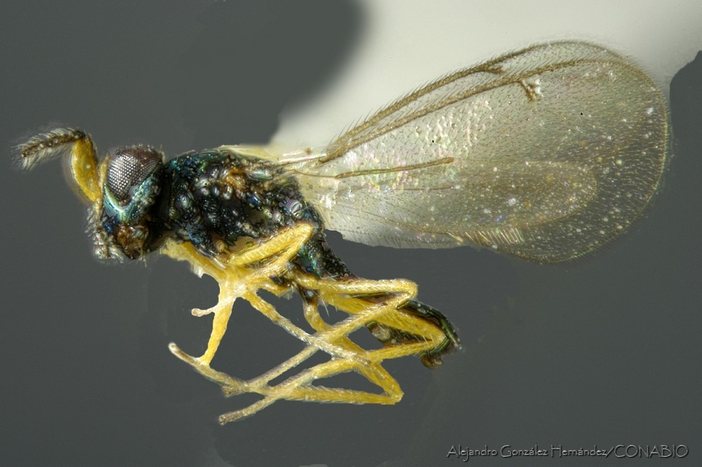 Chrysocharis flacilla