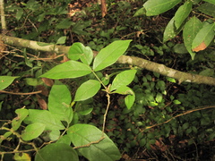 Lonchocarpus subsessilifolius
