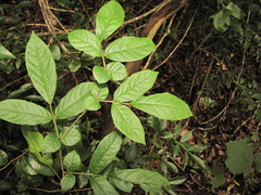Lonchocarpus subsessilifolius