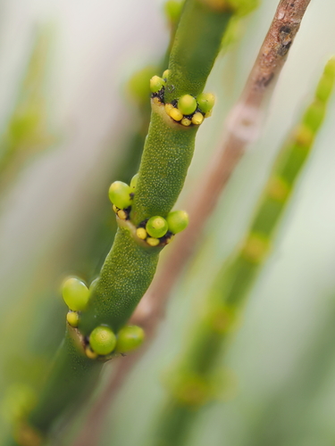 Korthalsella cylindrica observed 2025-07-17