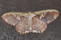 Zythos turbata